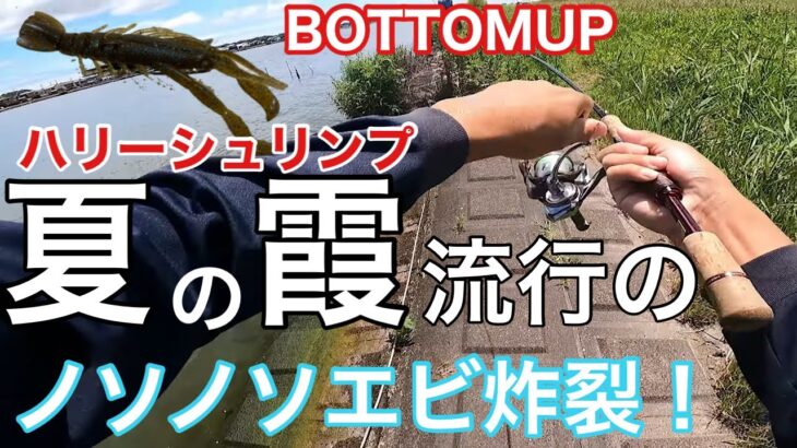 【夏　霞ヶ浦】最近流行ってるノソノソエビをやったら連発したよ！【BOTTOMUP ハリーシュリンプ3インチ】