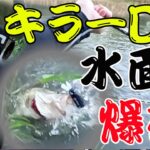 キラーDで水面爆破炸裂！【琵琶湖遠征】【おかっぱり】【バス釣り】【レイドジャパン】