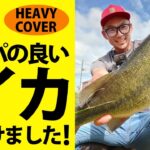 【ファットイカ】コスパの良いイカ「HEAVY COVER」を購入したので、実釣レビュー！八郎潟でブリブリ49センチ バス釣り