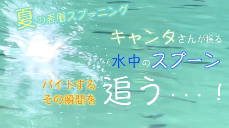 バイトシーン丸見え!!夏の表層スプーニング【狩野祐太さん】【アングラーズエリアHOOK】