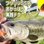 【ブリッツSSR】おかっぱりで楽しむシャロークランキング！バス釣りのはずが５種目達成？【オリキンフィッシング】