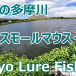 東京ルアー釣り、多摩川スモール 登戸 真夏編 (Tokyo Lure Fishing, Bass, 小口黑鱸)