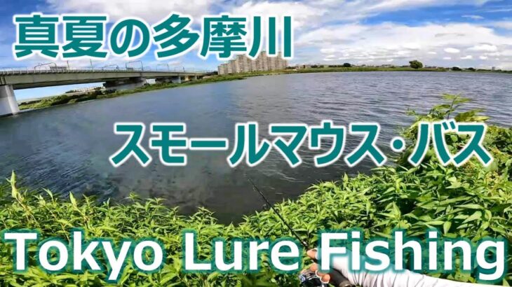 東京ルアー釣り、多摩川スモール 登戸 真夏編 (Tokyo Lure Fishing, Bass, 小口黑鱸)