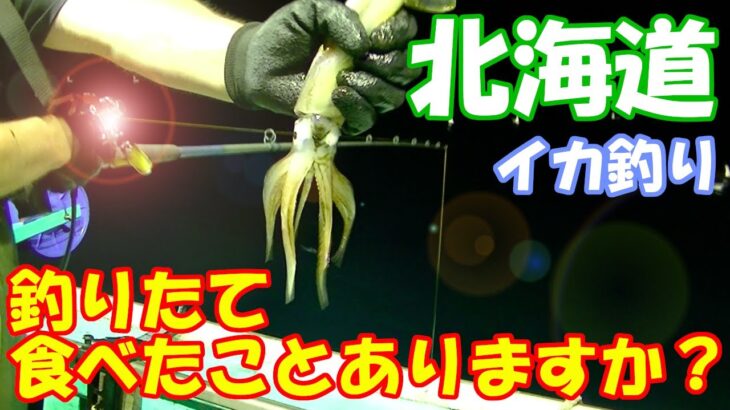 北海道は積丹の海でイカの踊り食い！？イカ釣り爆釣編！？ #北海道 #積丹 #イカ釣り #釣り #hokkaido #shakotan #squid #fishing