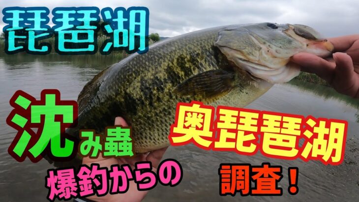 やっぱ琵琶湖の夏は沈み蟲！ハイシーズンの奥琵琶湖オカッパリ調査！メンバー全員で夏の琵琶湖でデカバス狙いのバスフィッシング！一誠-issei-沈み蟲はアシ際のバスを引きずり出す！【琵琶湖バス釣り】