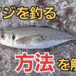 足下サビキで尺アジを釣るには