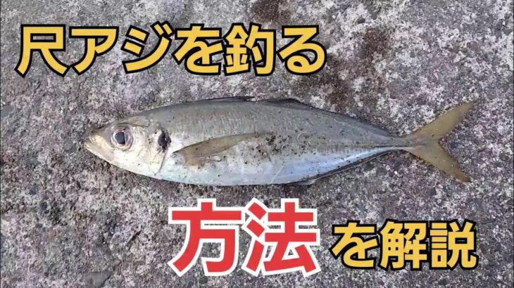 足下サビキで尺アジを釣るには