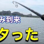 【デイゲーム】夏の河川でシーバス釣り。一回アタったけど…