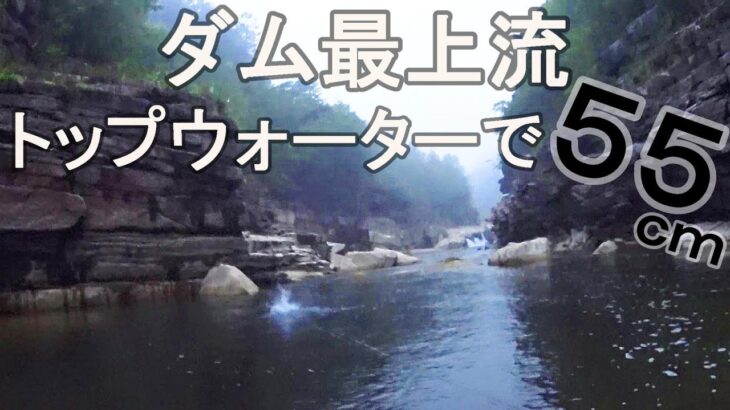 ７月のダム最上流。トップウォーターで５５ｃｍのデカバス【バス釣り】