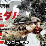 【バス釣り】真夏の室生ダムに関東の人間が初挑戦してきた