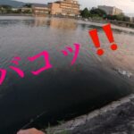 【バス釣り】真夏のトップ🌻　琵琶湖　瀬田川