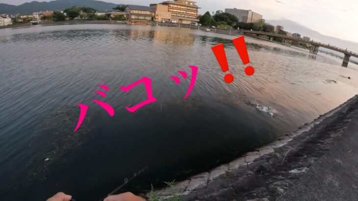 【バス釣り】真夏のトップ🌻　琵琶湖　瀬田川