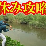 真夏に岸から釣る方法はコレ！【琵琶湖】