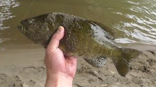 【外来種】近所の川のスモールマウスバスをバジル竜田で食べてみた