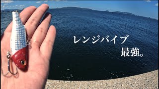 シーバス釣り　〜レンジバイブ編〜