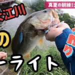 【バス釣り】夏の朝練！雨の大江川ローライトの戦い！！