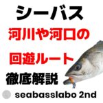 【再アップ】シーバス　河口や河川の回遊ルートや回遊のタイミング徹底解説！