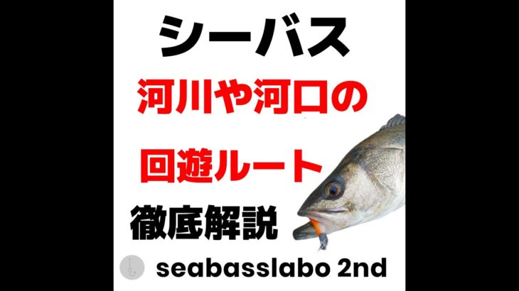 【再アップ】シーバス　河口や河川の回遊ルートや回遊のタイミング徹底解説！