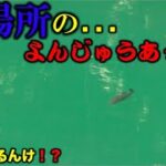 【バス釣り】初場所での…よんじゅうあっぷ…か？