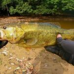 ８月にデカバスが釣れない人、この動画を絶対に見て下さい「バス釣り」「野池」「初心者」