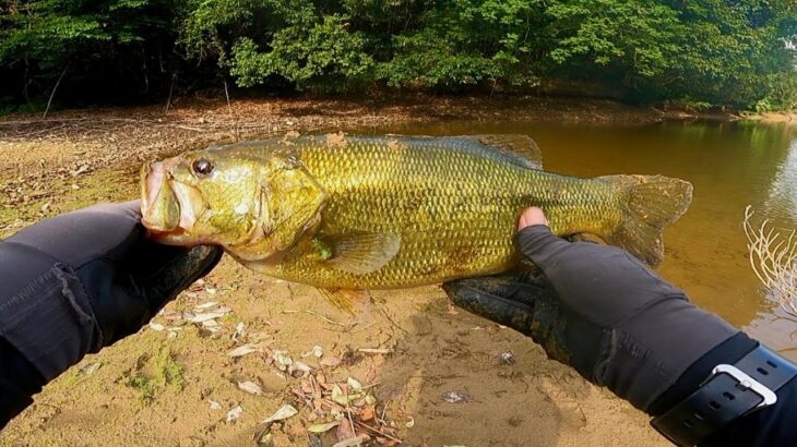 ８月にデカバスが釣れない人、この動画を絶対に見て下さい「バス釣り」「野池」「初心者」