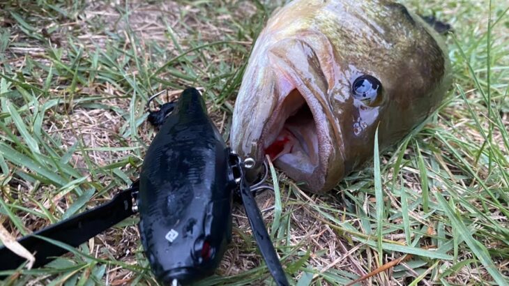 【夏のバス釣り】デカバスを朝マズメに捕獲する方法！衝撃の展開で眠気も吹っ飛んだ….【エグチャンク３インチ】【マイクロダッジ】【デカダッジ】【ヒラトップ】【ネコリグ】【地面はメジャーで濡らしてます】