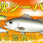 【秋シーバスのポイント】落ちアユとコノシロの偏食と荒食い