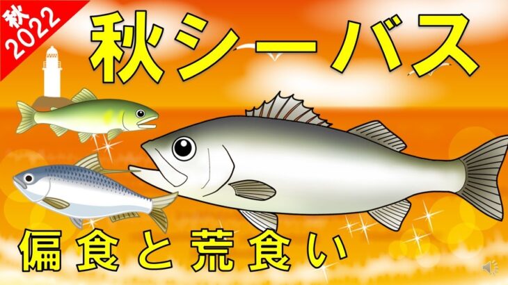 【秋シーバスのポイント】落ちアユとコノシロの偏食と荒食い