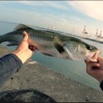 シーバス釣り　〜あまのじゃく釣法‼︎編〜