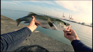 シーバス釣り　〜あまのじゃく釣法‼︎編〜