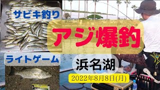 【浜名湖】アジ狙い🐟夜中アジング🌙早朝サビキ釣り🌅