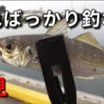 【サビキ釣り】アジはピンクと白どっちが釣れるのか検証したら驚愕の結果に！サビキファン全員必見！