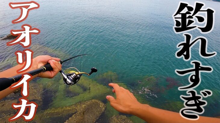 【エギングで数釣りした！】アオリイカの数釣りはもう始まっている！秋イカシーズンは夏から始まる！