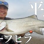 【釣り】夏のサーフでヒラスズキ！！ 砂浜で平鱸を釣る方法・おすすめのルアーは？【解説】