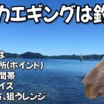 夏イカエギングが一番釣れる？シーズンオフは間違い？プロから学ぶ夏エギングマニュアル