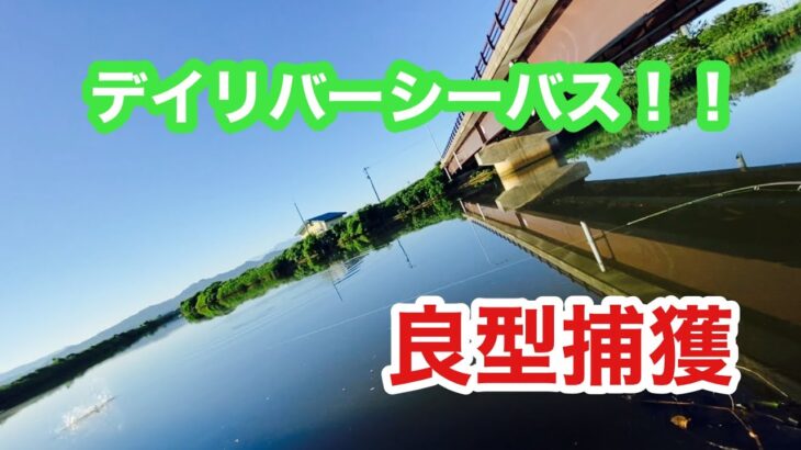 【シーバス】日中のリバーシーバスの釣り方