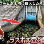 野池の水門にザリガニワームを投げたらラスボス（ぬし級）のバケモノが釣れた【ライギョ・ブラックバス釣り】