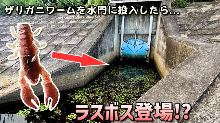 野池の水門にザリガニワームを投げたらラスボス（ぬし級）のバケモノが釣れた【ライギョ・ブラックバス釣り】