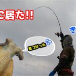 【エギング】釣れそうなタイミングでしっかりと釣れてくれました!!