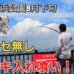 真夏の【若洲海浜公園】でサビキ釣りをやったらコマセ無しで○○が入れ喰い！アタリが止まらなかった!