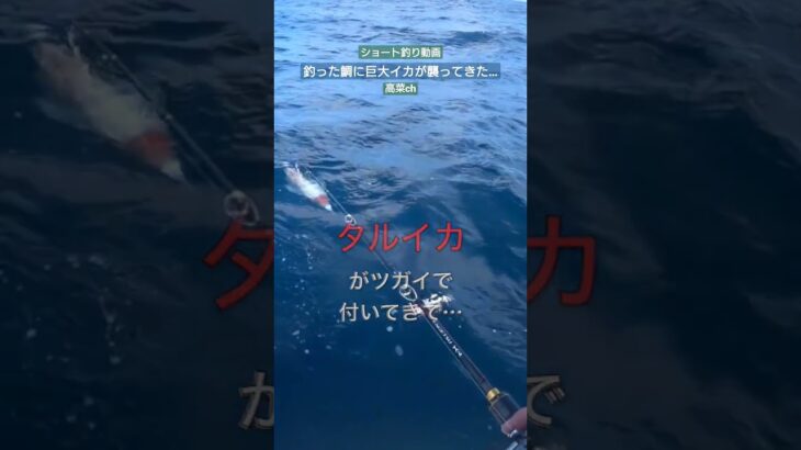 釣った鯛に巨大イカが襲ってきた… 【衝撃映像】