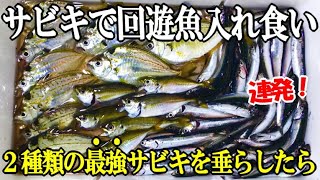 アジを狙ってサビキ釣りしたら回遊魚が入れ食い無限で大漁だった！２種類の【最強のサビキ】が足下で炸裂！まさかの空にはあれが・・・