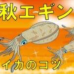 【秋エギングのポイント】春とは違う秋イカの釣り方と探し方