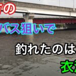 夕方のシーバス狙いで釣れたのは？衣浦湾