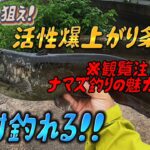 ナマズ釣りの魅力満載⁉️雨天時のみの幻ポイントで無数のバイト‼️