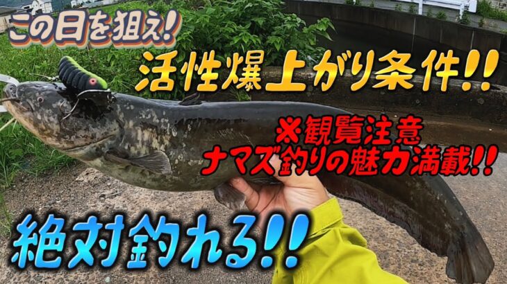 ナマズ釣りの魅力満載⁉️雨天時のみの幻ポイントで無数のバイト‼️