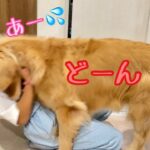 姉との遊びが楽しすぎてフルパワータックルで押し倒す大型犬クッキー【ゴールデンレトリバーとミニチュアダックスフンド】