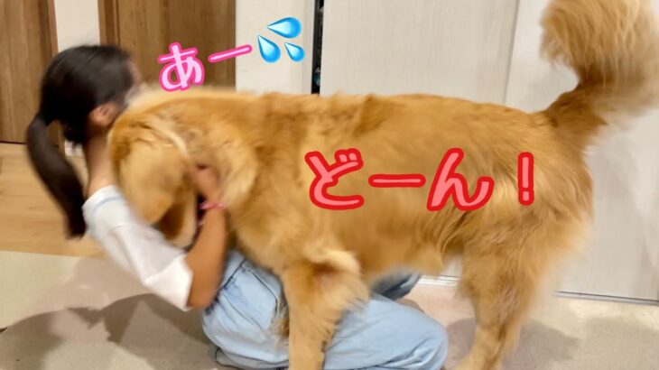 姉との遊びが楽しすぎてフルパワータックルで押し倒す大型犬クッキー【ゴールデンレトリバーとミニチュアダックスフンド】