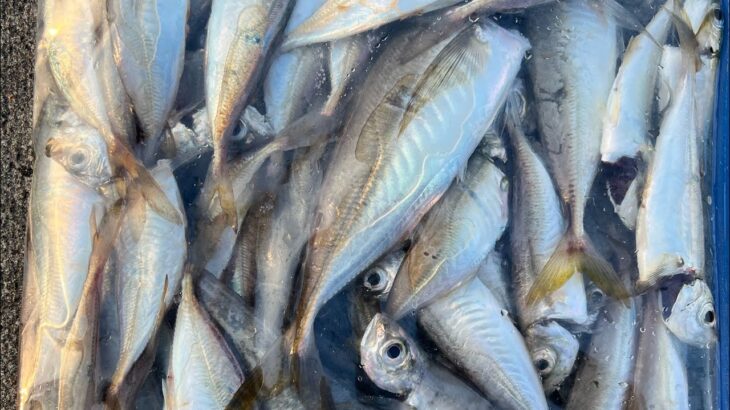 夏の日立港でサビキ釣りをしたらアタリが止まらなくなった！【海釣り】