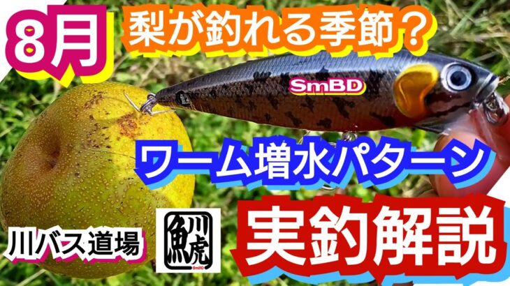 yasu 8月増水ワームパターン解説【バス釣り】川バス道場スモールマウスバス2022年8月SmallmouthbassFishing